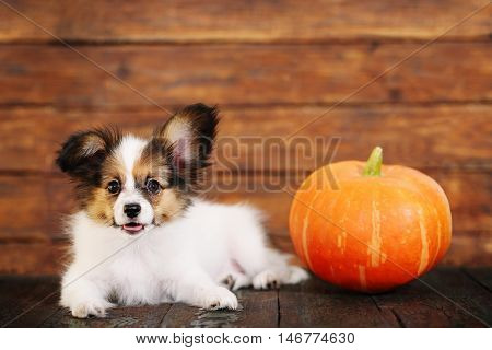 Portrait of a cute little puppy Papillon with pumpkin on a wooden background