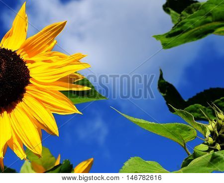 Sunflowers (Helianthus annuus) with leaves and cloudy sky.