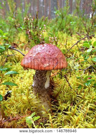 red mushroom with white stem, red cap, grows in the pine woods among moss green