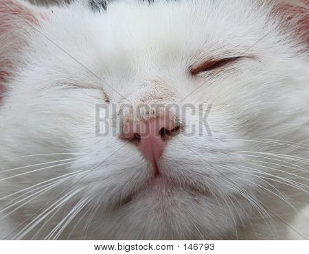 Tête de chat