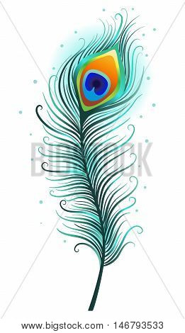 Peacock feather on a white background. Vector Illustration