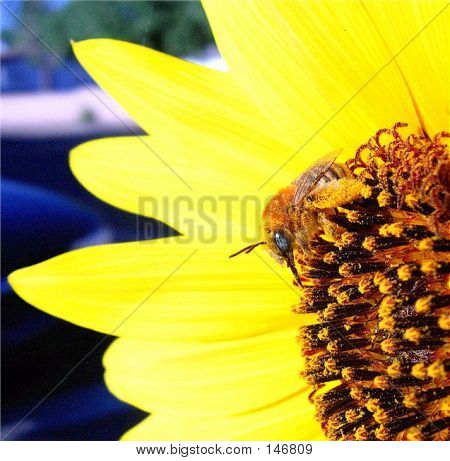 Beeyellowflower10da
