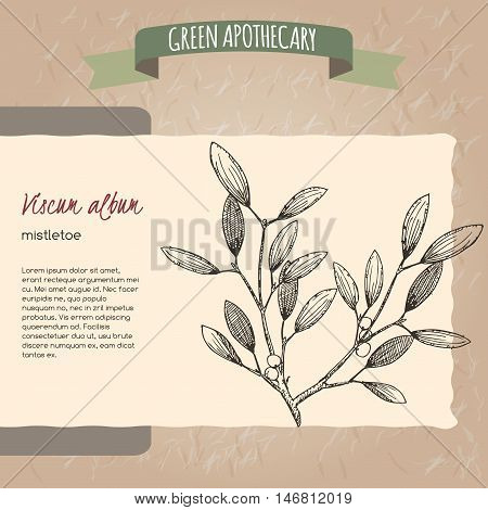 Viscum album aka mistletoe sketch. Green apothecary series. Great for traditional medicine, gardening or cooking design.