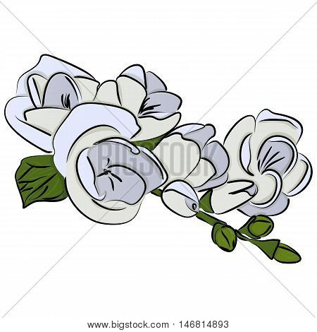 Vector illustration of freesia flower Hand drawn illustration of a cartoon flowers