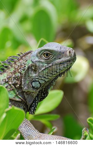 Green iguana creeping in a lush green shrub