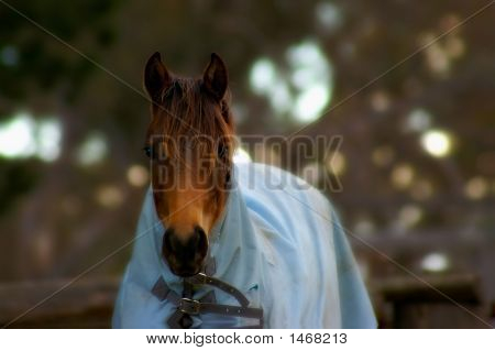 Cavallo con coperta