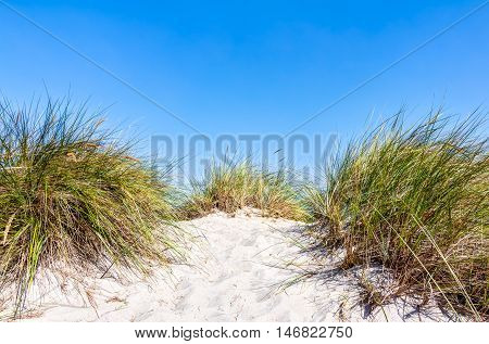 Beach And Dunes With Beachgrass In Summer