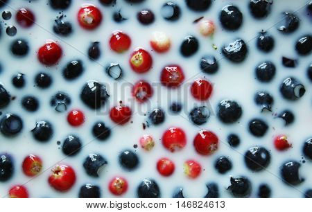 Fresh Ripe Blueberry And Cranberry Erries In Milk.