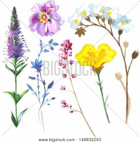 Painted wildflower flowers set in a watercolor style. Set includes isolated herbs: meadow, daisy, calla and waxflower. 