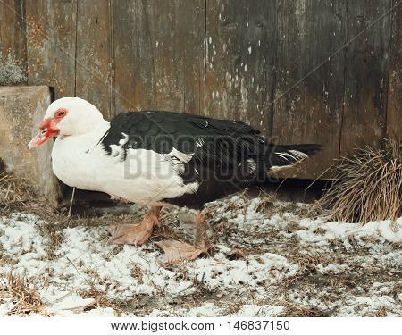 Domestic Duck On Farm Yard Background. Vintage Effect Style.