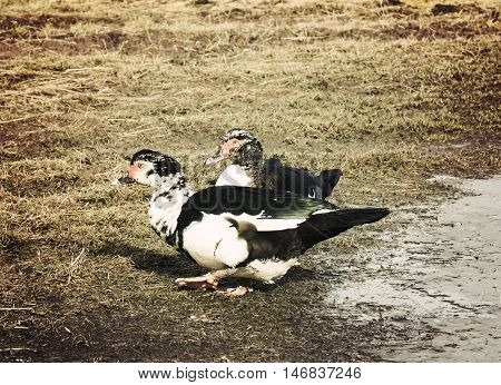 Domestic Duck On Farm Yard Background. Vintage Effect Style.