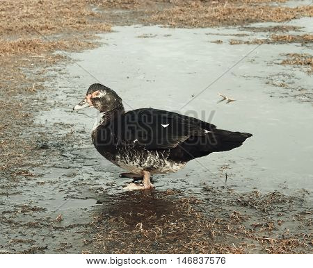 Domestic Duck On Farm Yard Background. Vintage Effect Style.