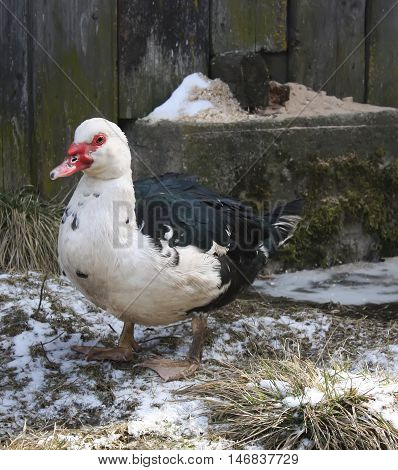 Domestic Duck On Farm Yard Background. Vintage Effect Style.
