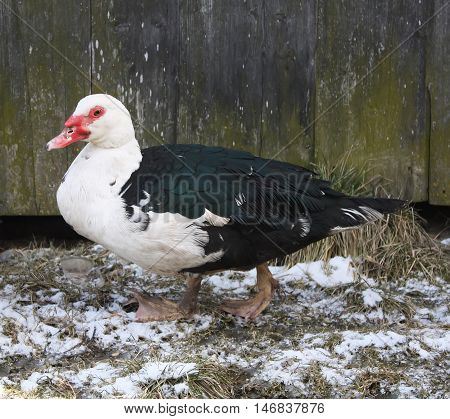 Domestic Duck On Farm Yard Background. Vintage Effect Style.