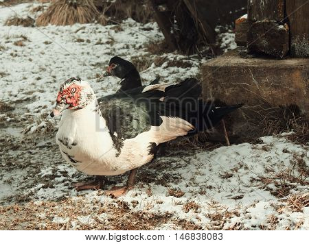 Domestic Duck On Farm Yard Background. Vintage Effect Style.