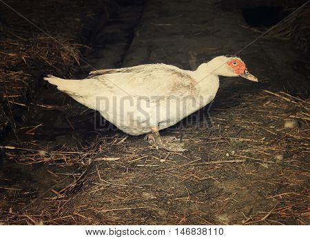Domestic Duck On Farm Yard Background. Vintage Effect Style.