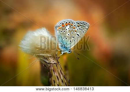 Polyommatus Bellargus, Adonis Blue, Is A Butterfly In The Family Lycaenidae. Beautiful Butterfly Sit
