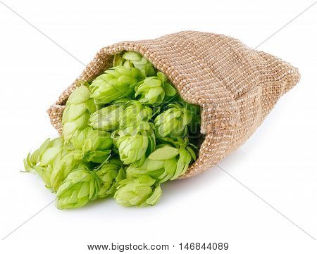 Fresh green hops scattered out of the burlap bag isolated on white background. Hop cones isolated on white. Hop for beer in burlap bag. Sack of fresh hops isolated on a white background.