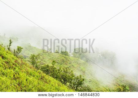 Foggy rain forest on a mountain in a national park on morning.