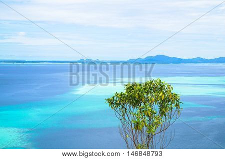 Tropical tree growing at high altitude from Bohey Dulang.Bohey Dulang island is the second largest island of Semporna Islands Park and it has one of the most beautiful scenery in Sabah,Borneo.Minimalism concept.