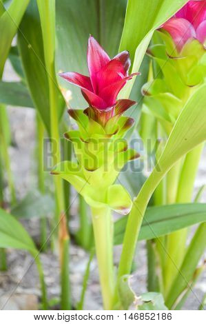 close up Siam Tulip flower in garden