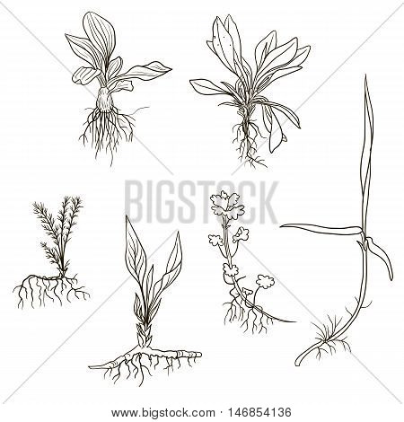 Vector set of line drawing wild flowers, herbs and grass with leaves and roots, isolated plants, botanical illustration in vintage style, monochrome floral set, hand drawn illustration
