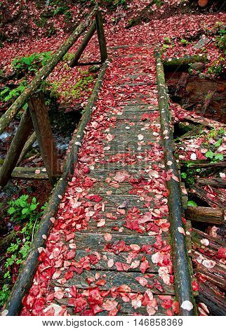 Old bridge in the forest in autumn with red fallen leaves
