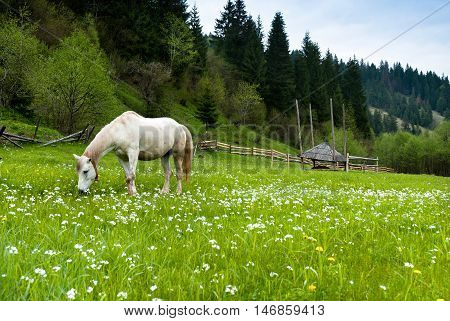 Stallion grazing in a pasture at the foot of the Carpathians mountains