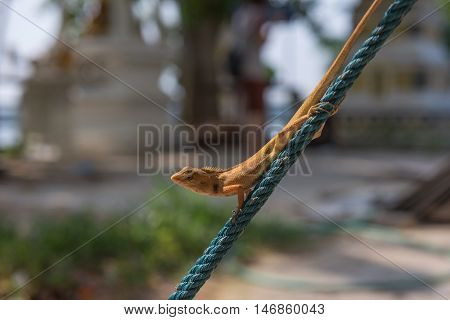Orange lizard on the rope in garden