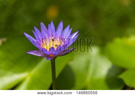 Close up of violet lotus on the pond.