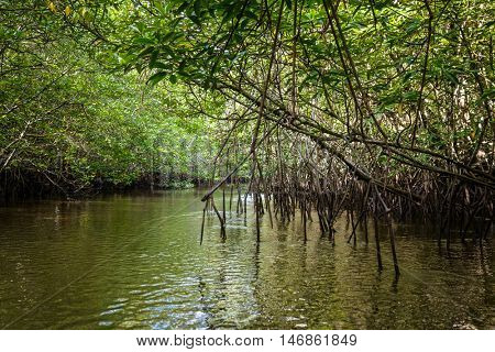 Mangrove on Bintan Island in Indonesia