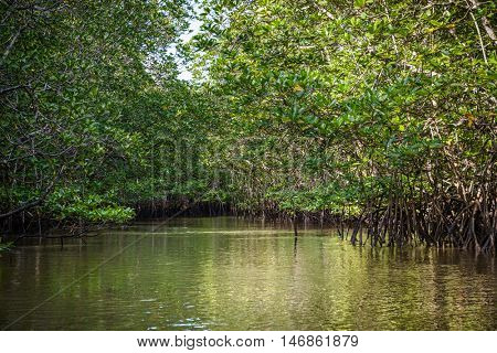 Mangrove on Bintan Island in Indonesia