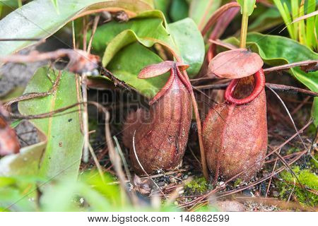 Tropical pitcher plants or monkey cups in national park.