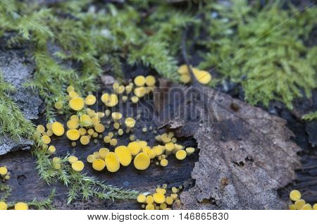 Bisporella citrina [Calycella citrina] macro shot local focus