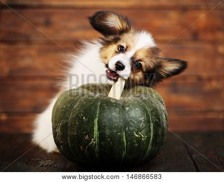 Portrait of a cute little puppy Papillon with pumpkin on a wooden background