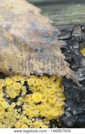 Bisporella citrina [Calycella citrina] macro shot local focus