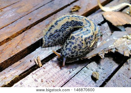Photo of a large slug on wooden boards.