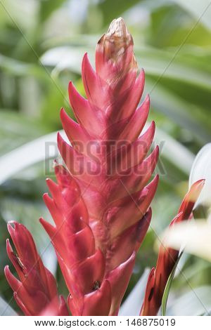 Vriesea Succulent Plant In Bloom