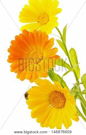 Flower calendula isolated on white background. Botanical, floral or medical concept.