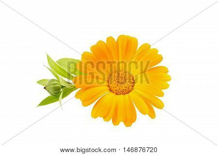 Flower calendula isolated on white background. Botanical, floral or medical concept.