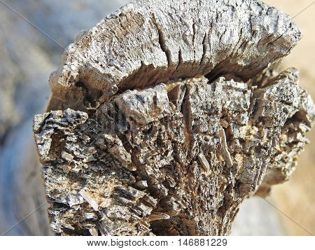 Piece of an old tree on the beach. Macro photo.