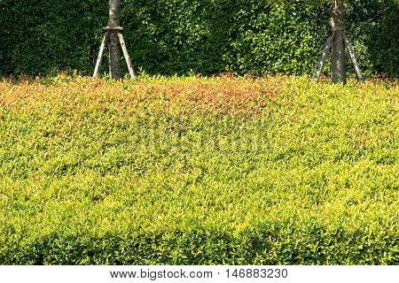 Banyan Tree Leaf Texture Background