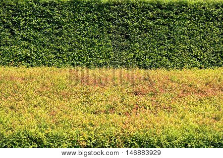 Banyan Tree Leaf Texture Background