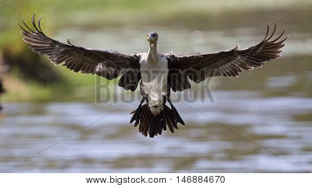 White breasted cormorant take off from dam to hunt for fish