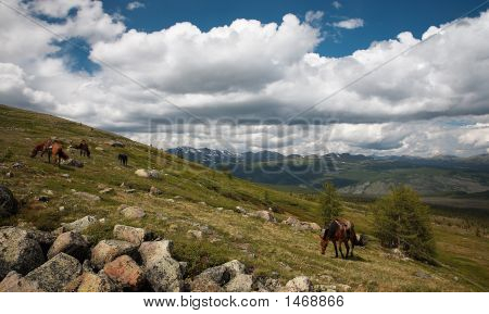 Cavalli nelle montagne di Sayan