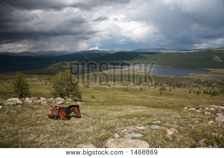 Cavallo nelle montagne di Sayan