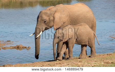 African elephant mother with it young calf along side