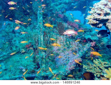 School Of Fish Near Coral Reef, Maldives