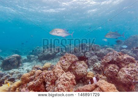 Trevally Fish Near Ocean Bottom