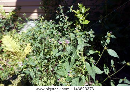 Black horehound (Ballota nigra) blooms in Harbor Springs, Michigan during August.